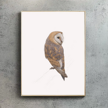 Barn Owl A4 Print
