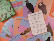 Amazing Birds Of Prey Fact Cards