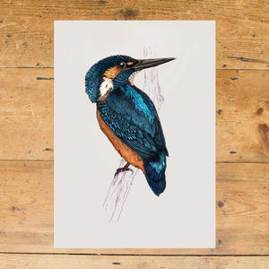 Kingfisher A4 Print