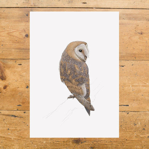 Barn Owl A4 Print