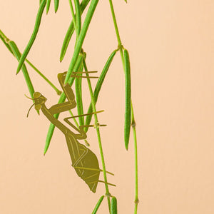 Praying Mantis Plant Animal