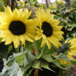 The Sunflower Growbar